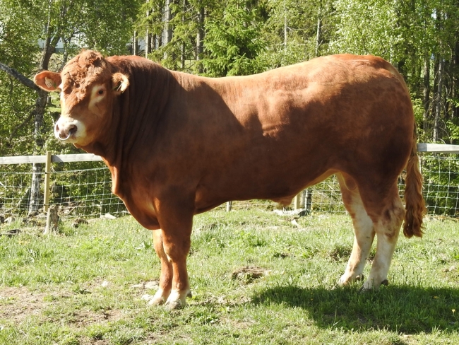 DOSE TAUREAU JOVIAL - NNO000000072179 - 3488781