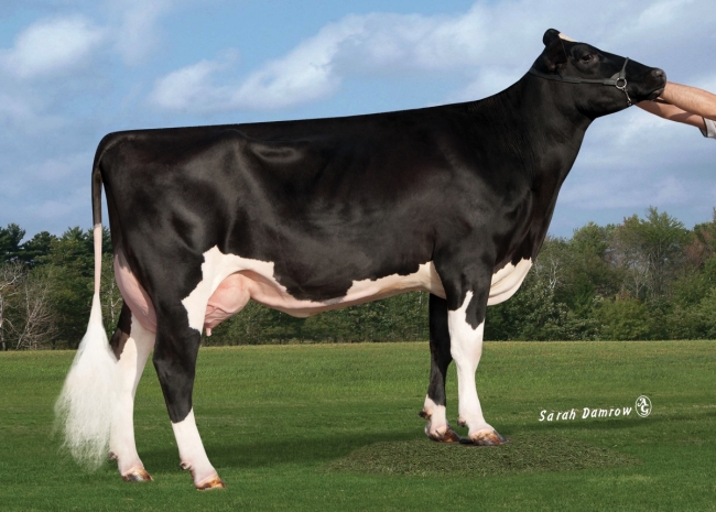 DOSE TAUREAU PIXIE COOP - NUS003201895128 - 6696686