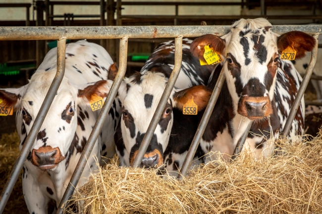 Avortements répétés et investigations des causes possibles