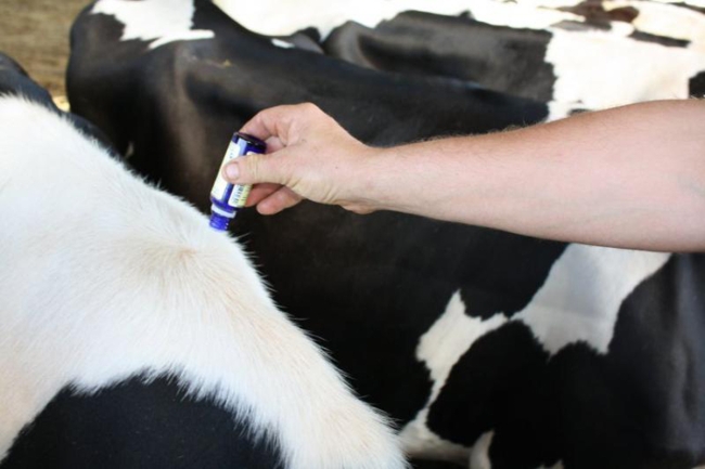 Méthodes alternatives en santé animale