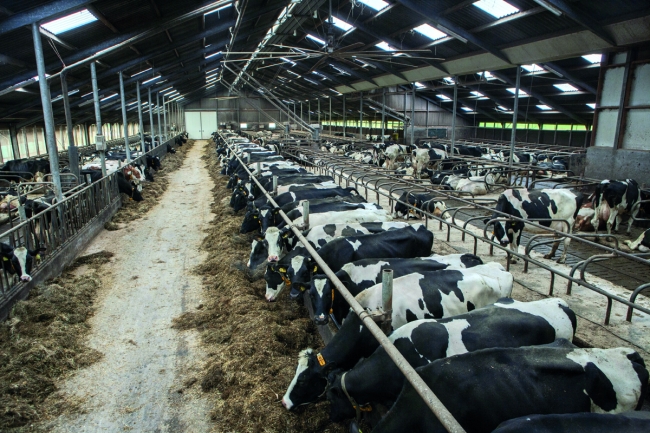 Signes de vaches : l'expertise du comportement des animaux