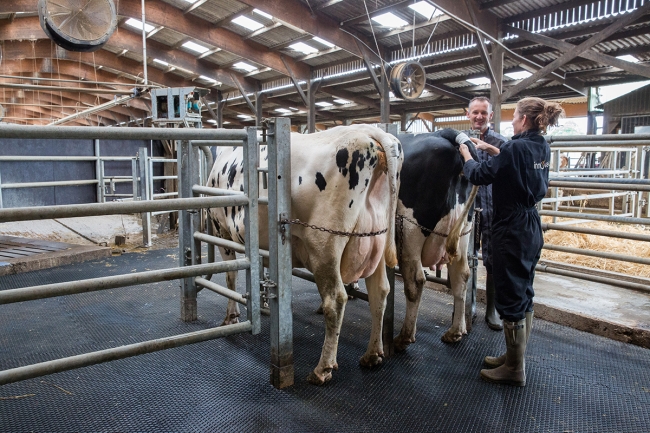 Intervenir auprès des bovins en toute sécurité en intégrant le bien être animal