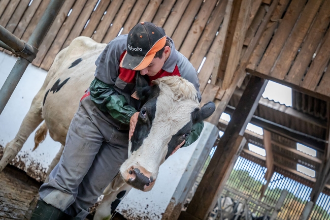 S'initier à l'ostéopathie bovine