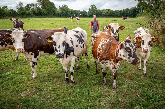 Signes de vache : le bien-être animal dans l'intérêt de l'éleveur