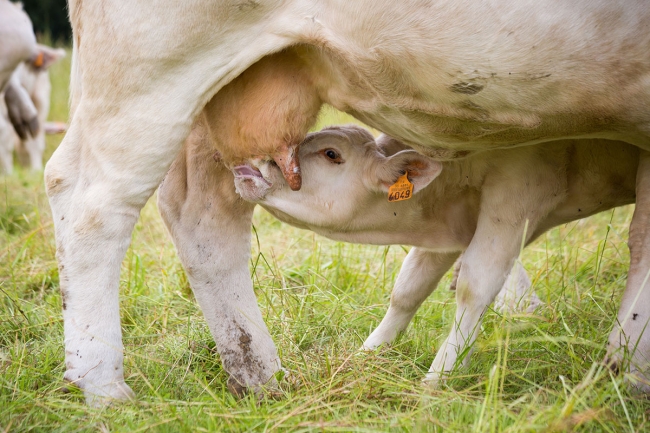 Constat de gestation : alertys onfarm
