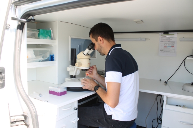 Transplantation embryonnaire