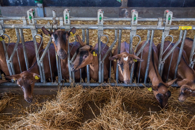 Grouper les chaleurs des chèvres sans hormones, protocole "effet mâle"