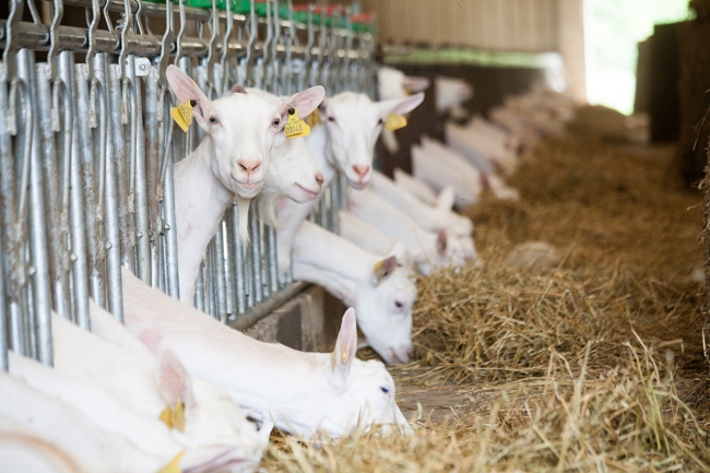 Supprimer le pmsg pour synchroniser les chaleurs des chèvres - protocole "éponge effet mâle"