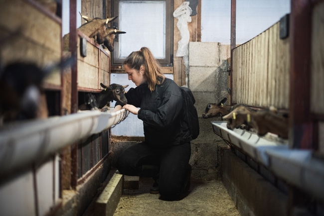 Supprimer le pmsg pour synchroniser les chaleurs des chèvres - protocole "éponge effet mâle"