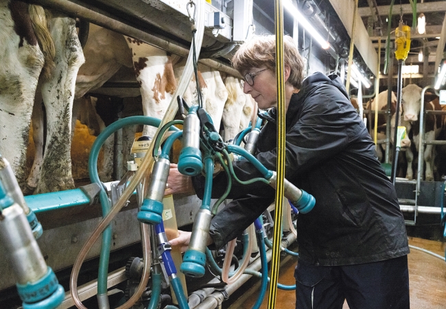 Collecte de données en salle de traite