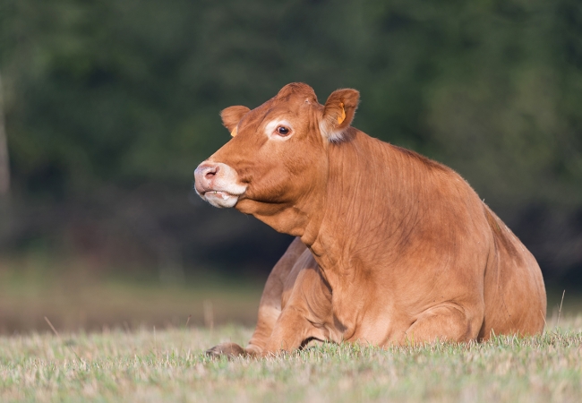 Maîtrise de la besnoitiose