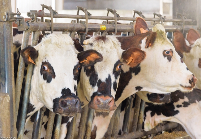 Synchronisation des chaleurs