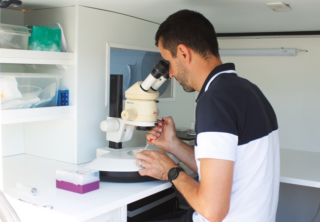 Transplantation embryonnaire