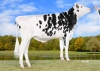 DOSE TAUREAU GERRY - NDE001405290992 - 6694784