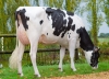 DOSE TAUREAU GERRY - NDE001405290992 - 6694784