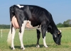 DOSE TAUREAU GERRY - NDE001405290992 - 6694784