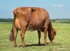 DOSE TAUREAU VR FROERUP - NDK000000037789 - 4491964