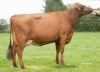 DOSE TAUREAU VR FROERUP - NDK000000037789 - 4491964