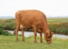 DOSE SEXEE FEM 90 TAUREAU VR HEINZ - XDK000000038375 - 44A0853