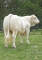 DOSE TAUREAU OBI - NFR0200776551 - 3895909
