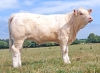 DOSE TAUREAU OBI - NFR0200776551 - 3895909