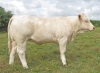 DOSE TAUREAU OBI - NFR0200776551 - 3895909