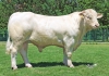 DOSE TAUREAU RISOTTO - NFR0332720855 - 3897303