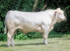 DOSE TAUREAU ULTRAGOOD - NFR0334504407 - 38A4014