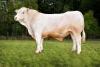 DOSE TAUREAU LOVE P - NFR0337736539 - 3890864