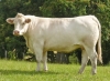 DOSE TAUREAU LOVE P - NFR0337736539 - 3890864