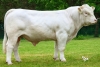 DOSE TAUREAU UPAMECANO - NFR0734188293 - 38A4015