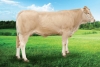 DOSE TAUREAU ANIS - NFR1010775089 - 7971420