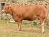 DOSE TAUREAU IO - NFR1213013329 - 3487741