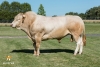 DOSE TAUREAU HENAN - NFR1213018120 - 7985403