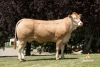 DOSE TAUREAU HENAN - NFR1213018120 - 7985403