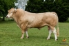 DOSE TAUREAU ILLUSTRE - NFR1213018194 - 7987242