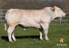 DOSE TAUREAU LOCUS - NFR1215029835 - 9591072