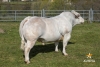 DOSE TAUREAU LOCUS - NFR1215029835 - 9591072