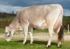 DOSE TAUREAU OSBOURNE - NFR1218023961 - 2194447