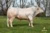 DOSE TAUREAU NOUNOURS - NFR1218208009 - 9594310