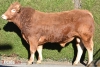 DOSE TAUREAU ODEGAME - NFR1219026874 - 3496293