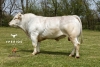 DOSE TAUREAU ORUS - NFR1219147536 - 9595682