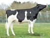 DOSE TAUREAU PARELOUP - NFR1220003526 - 6695947
