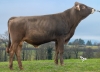 DOSE TAUREAU UPPERCUT - NFR1224234121 - 21A3523