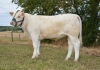 DOSE TAUREAU LEBONVO - NFR1423175165 - 3890866