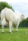 DOSE TAUREAU LEBONVO - NFR1423175165 - 3890866