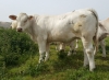 DOSE TAUREAU LEBONVO - NFR1423175165 - 3890866
