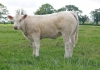 DOSE TAUREAU MON CHIC - NFR1423175189 - 3892596