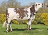 DOSE TAUREAU RAPHAELO - NFR1444718158 - 5697592