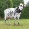 DOSE TAUREAU RAPHAELO - NFR1444718158 - 5697592